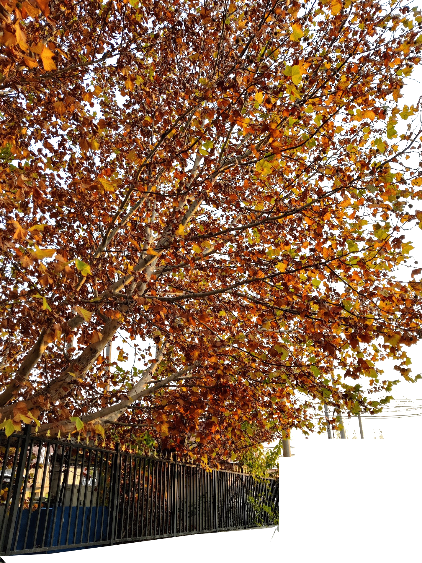 tree